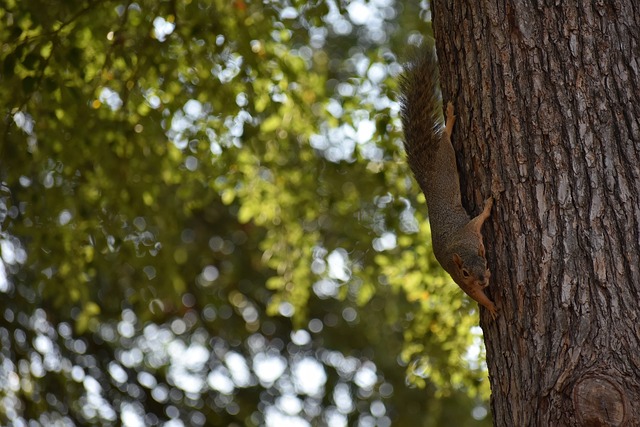 是尼克斯另 是尼克斯另